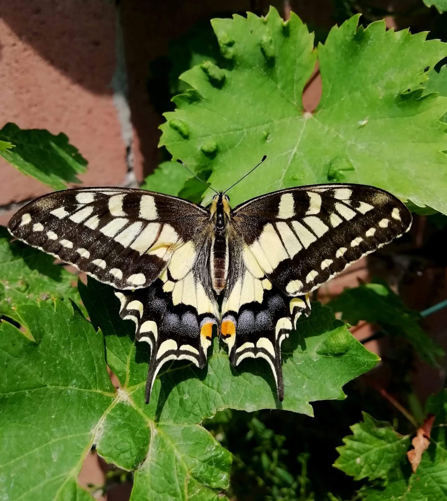 Individuazione sesso Papilio machaon